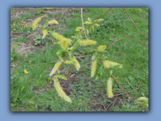 Willow. Hetton Park. 4th April 2024.jpg